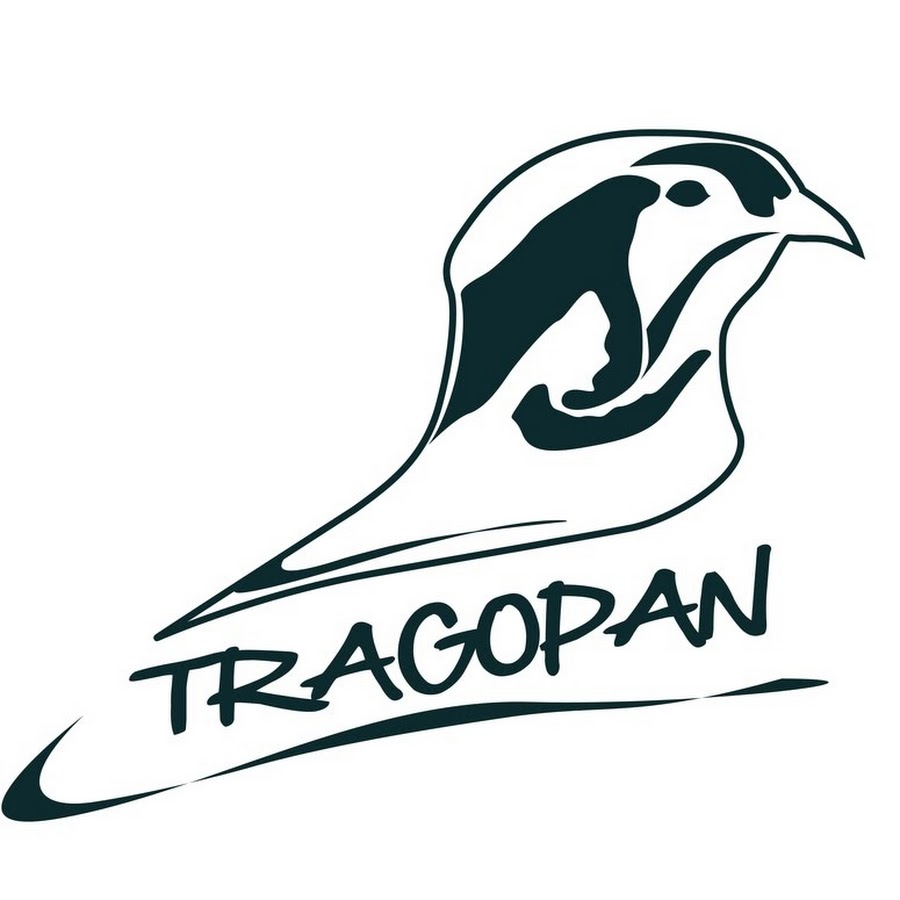 Tragopan