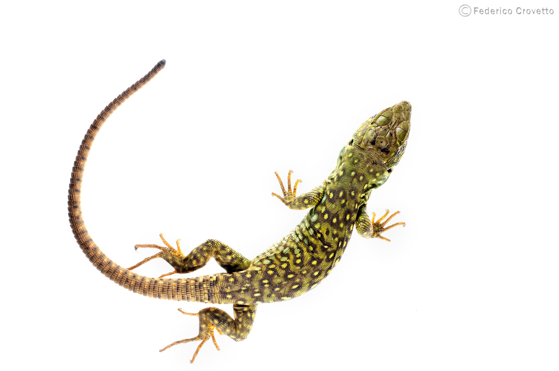 Generisch GTT H304 Grand lézard 27 x 26 x 6 cm Lézard iguane Reptil